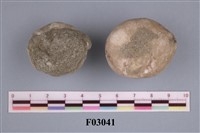 棘燈形海膽藏品圖，第4張